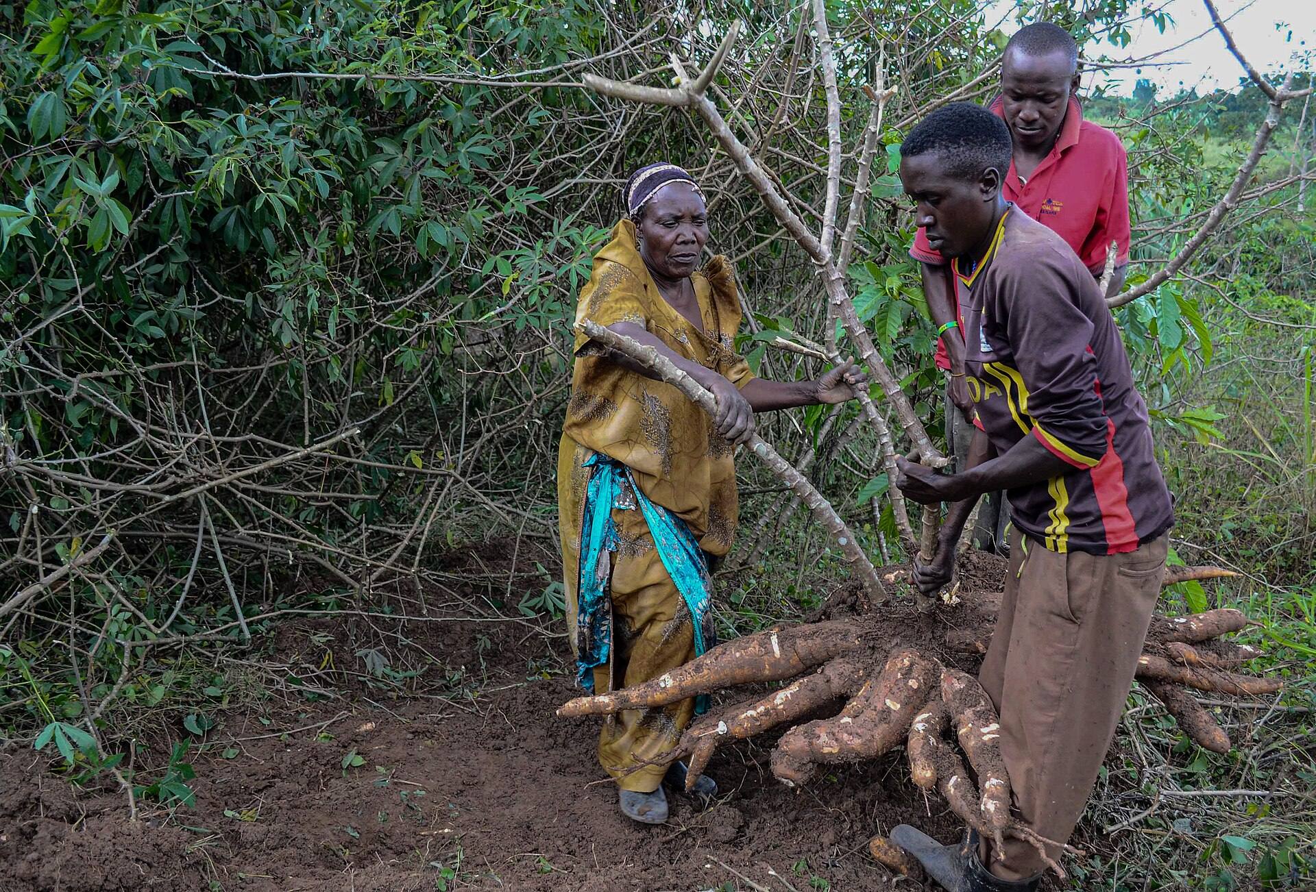 Farm workers lifting freshly pulled cassava plants with thick roots from the ground