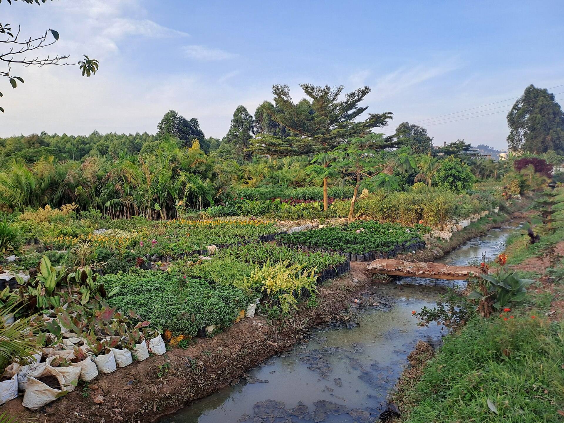 A well-tended market garden with a water channel running through it in Kajjansi, Wakiso District